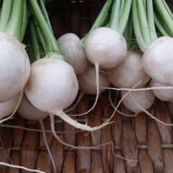 Majroe <br>'Snowball' <br><i>Brassica rapa subsp. rapa</i>