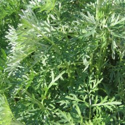 Malurt, <br>Have- <br><i>Artemisia absinthium</i>