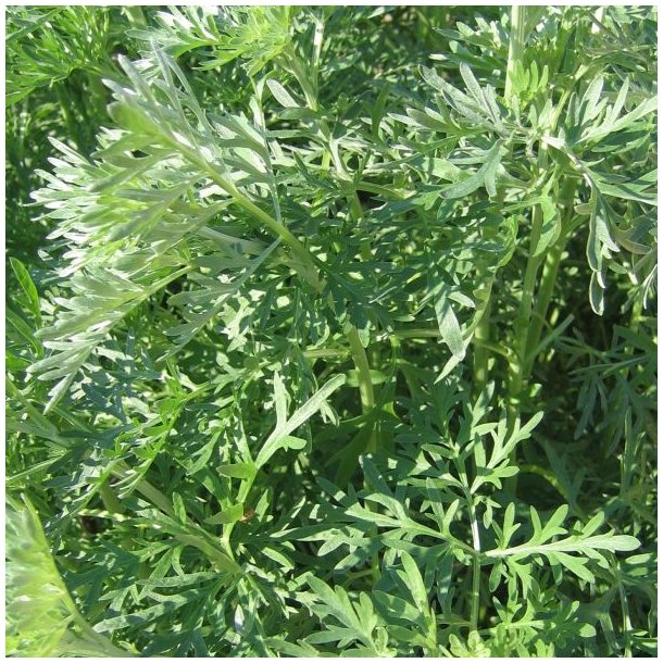 Malurt, <br>Have- <br><i>Artemisia absinthium</i>