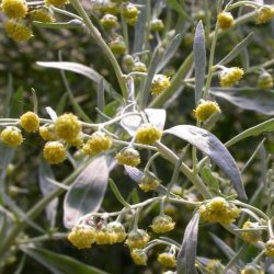 Malurt, <br>Have- <br><i>Artemisia absinthium</i>