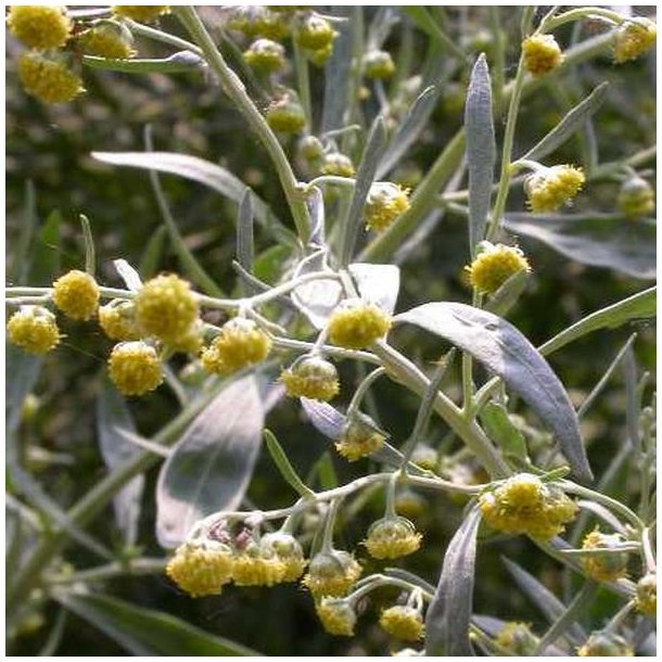 Malurt, <br>Have- <br><i>Artemisia absinthium</i>