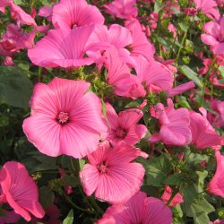 Mamelukrme <br>'Ruby Regis' <br><i>Lavatera trimestris </i>