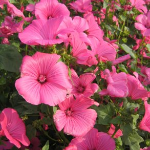 Mamelukrme <br>'Ruby Regis' <br><i>Lavatera trimestris </i>