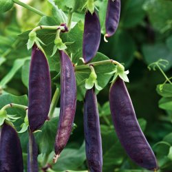 rt, Sukker- <br>'Royal Snow' <br><i>Pisum sativum var. macrocarpon</i>