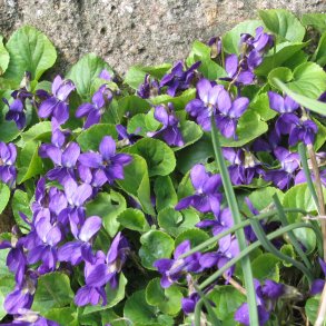 Viol, Marts- <br>'Queen Charlotte' <br><i>Viola odorata </i>