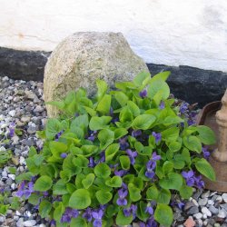 Viol, Marts- <br>'Queen Charlotte' <br><i>Viola odorata </i>