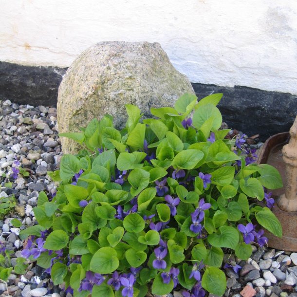 Viol, Marts- <br>'Queen Charlotte' <br><i>Viola odorata </i>