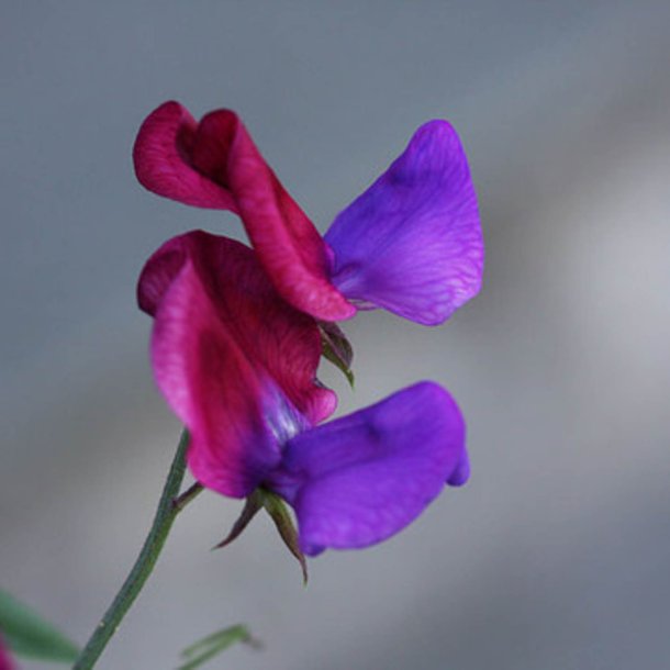 Lathyrus, rteblomst <br>'Matucana' <br><i>Lathyrus odoratus</i>