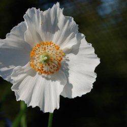 Valmuesster, Tibets - <br>'Alba'<br><i>Meconopsis betonicifolia var. alba</i>