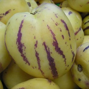 Premelon, <br>Pepino <br><i>Solanum muricatum</i>