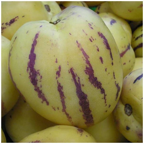 Premelon, <br>Pepino <br><i>Solanum muricatum</i>