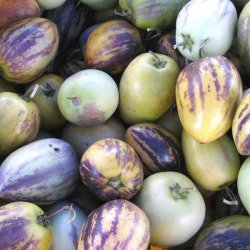 Premelon, <br>Pepino <br><i>Solanum muricatum</i>