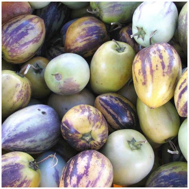 Premelon, <br>Pepino <br><i>Solanum muricatum</i>