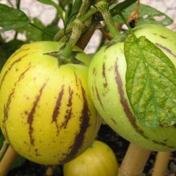 Premelon, <br>Pepino <br><i>Solanum muricatum</i>