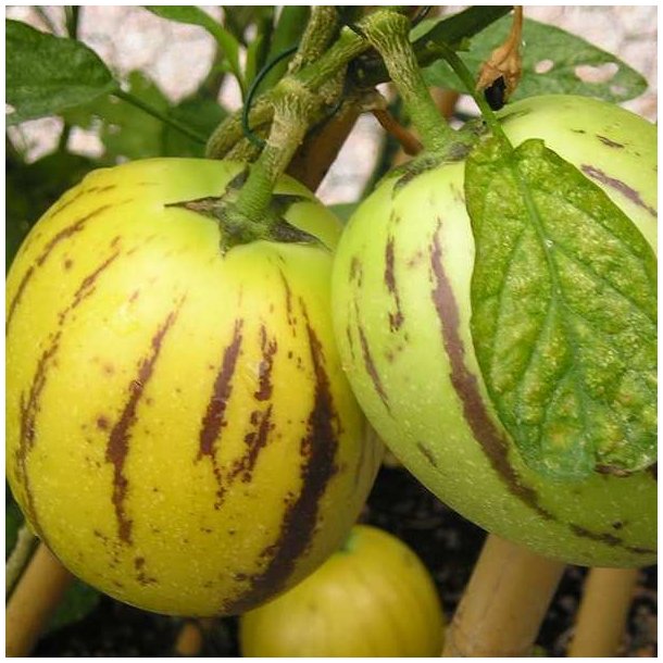 Premelon, <br>Pepino <br><i>Solanum muricatum</i>