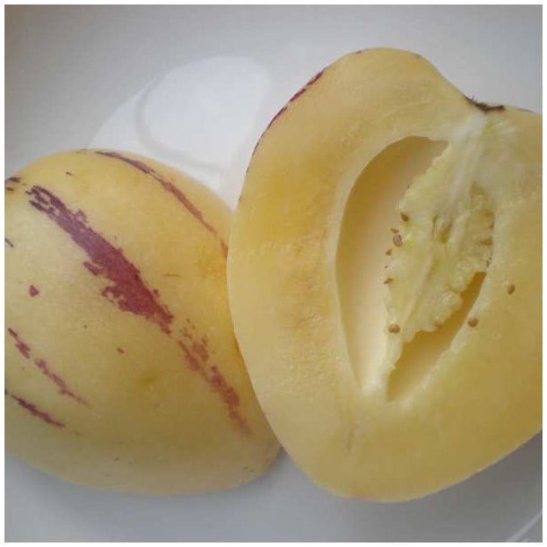 Premelon, <br>Pepino <br><i>Solanum muricatum</i>