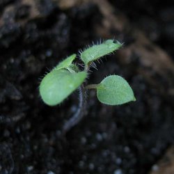 Premelon, <br>Pepino <br><i>Solanum muricatum</i>