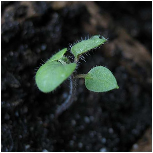 Premelon, <br>Pepino <br><i>Solanum muricatum</i>