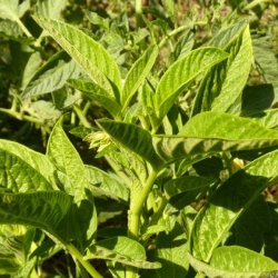 Premelon, <br>Pepino <br><i>Solanum muricatum</i>