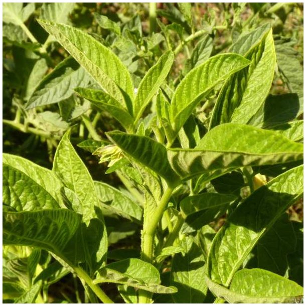 Premelon, <br>Pepino <br><i>Solanum muricatum</i>