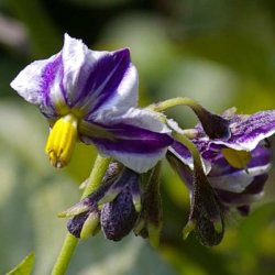 Premelon, <br>Pepino <br><i>Solanum muricatum</i>