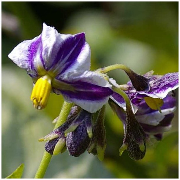 Premelon, <br>Pepino <br><i>Solanum muricatum</i>