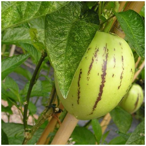 Premelon, <br>Pepino <br><i>Solanum muricatum</i>