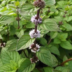 Mynte, <br>Vand- <br><i>Mentha aquatica </i>