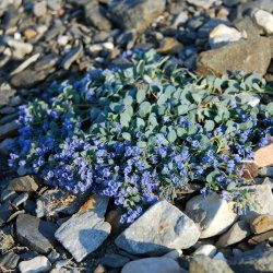 stersurt, <br>hestetunge <br><i>Mertensia maritima</i>