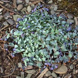 stersurt, <br>hestetunge <br><i>Mertensia maritima</i>