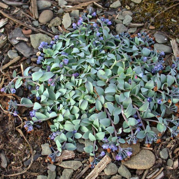 stersurt, <br>hestetunge <br><i>Mertensia maritima</i>