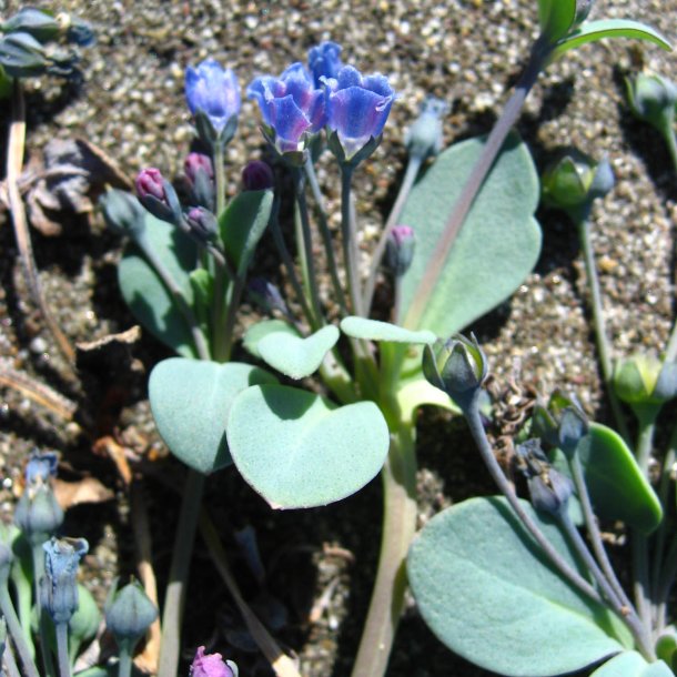 stersurt, <br>hestetunge <br><i>Mertensia maritima</i>