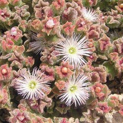 Isplante, ismiddagsblomst <br><i>Mesembryanthemum crystallinum</i>