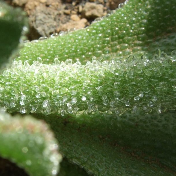 Isplante, ismiddagsblomst <br><i>Mesembryanthemum crystallinum</i>