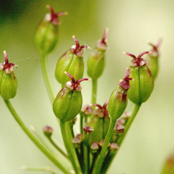 Bjrnerod <br><i>Meum athamanticum</i><br><br>