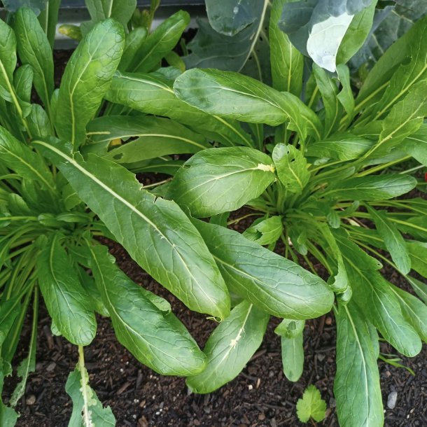 Mibuna <br><i>Brassica rapa <br>var. japonica</i>