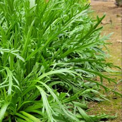 Minutina, Erba stella, <br>Fliget vejbred <br><i>Plantago coronopus </i>