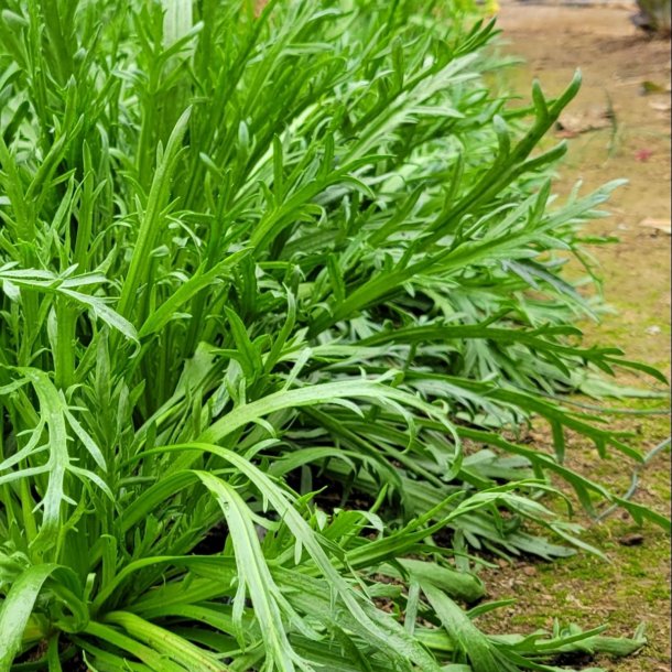 Minutina, Erba stella, <br>Fliget vejbred <br><i>Plantago coronopus </i>