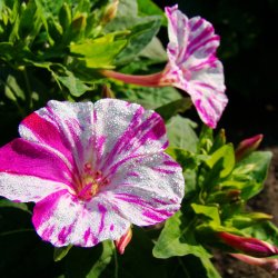 Vidunderblomst <br>'Marbles Mix'<br><i>Mirabilis jalapa</i>