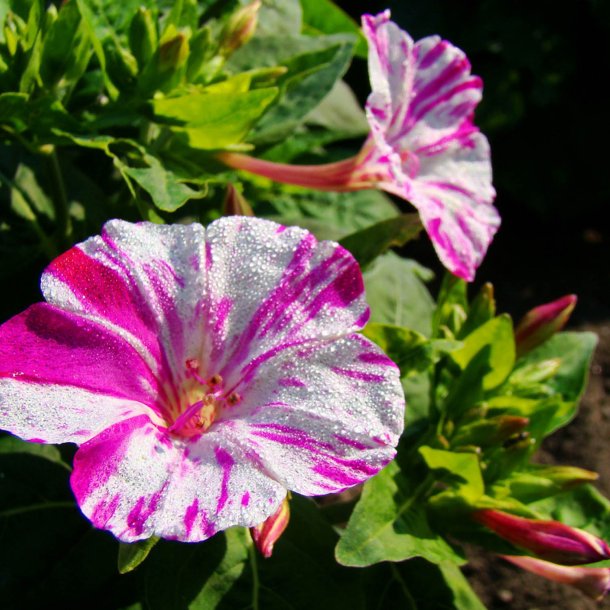 Vidunderblomst <br>'Marbles Mix'<br><i>Mirabilis jalapa</i>