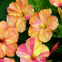 Vidunderblomst <br>'Marbles Mix'<br><i>Mirabilis jalapa</i>