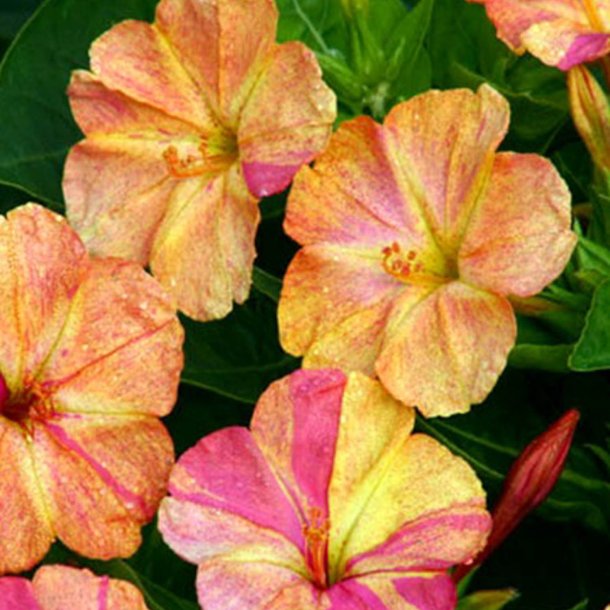 Vidunderblomst <br>'Marbles Mix'<br><i>Mirabilis jalapa</i>