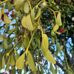 Mistelten <br><i>Viscum album </i>