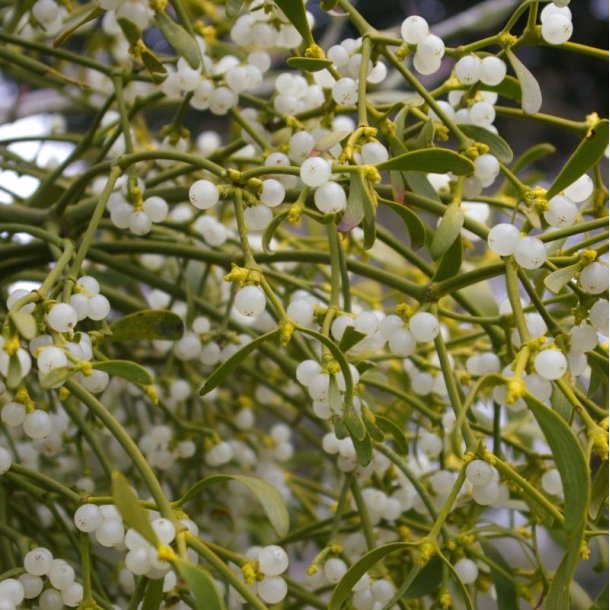 Mistelten <br><i>Viscum album </i>