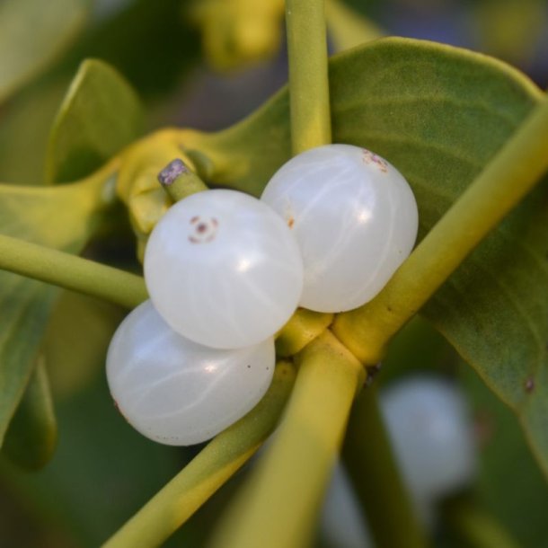 Mistelten <br><i>Viscum album </i>