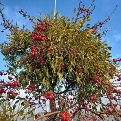 Mistelten <br><i>Viscum album </i>