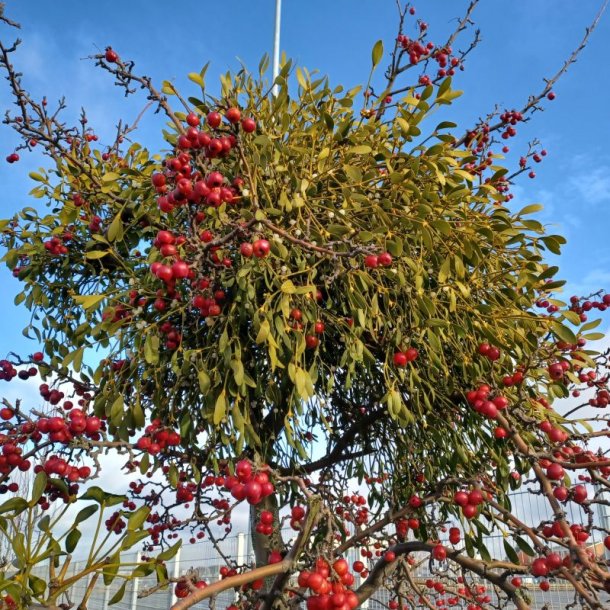 Mistelten <br><i>Viscum album </i>