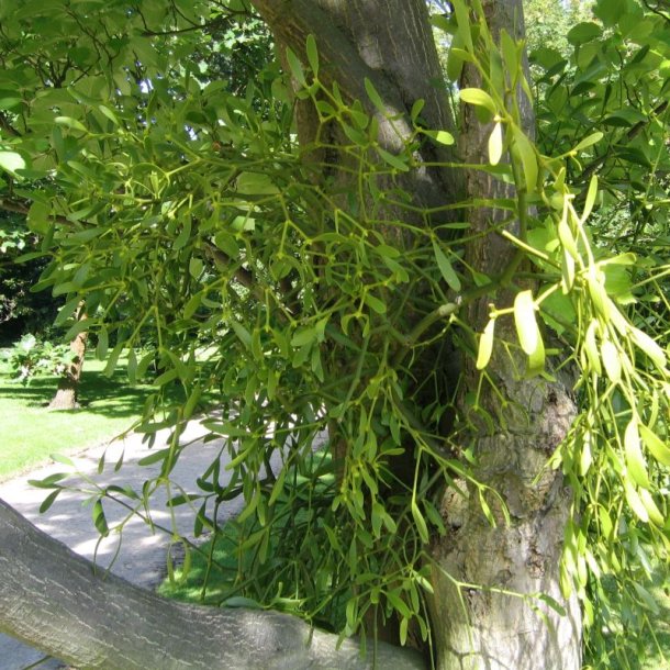 Mistelten <br><i>Viscum album </i>