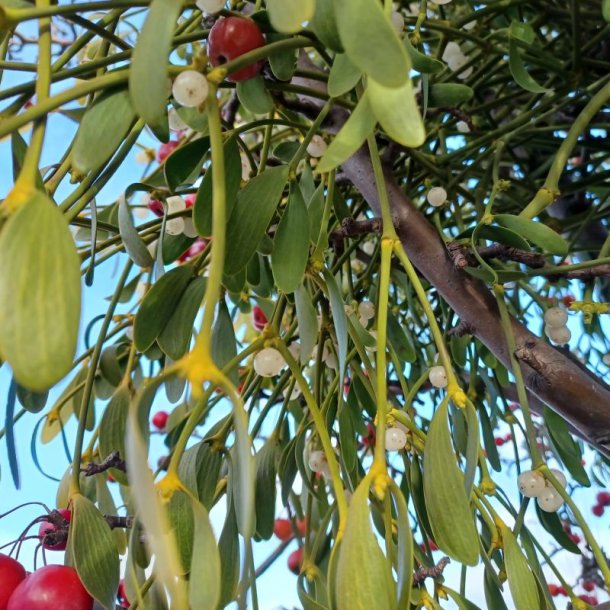 Mistelten <br><i>Viscum album </i>