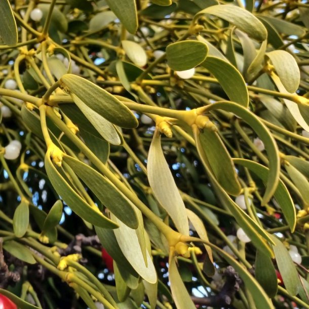 Mistelten <br><i>Viscum album </i>